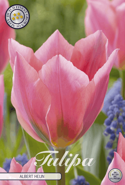 Tulipa Albert Heijn