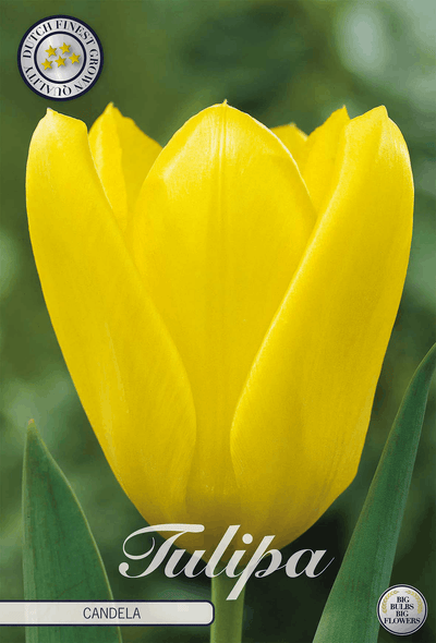 Tulipa Candela
