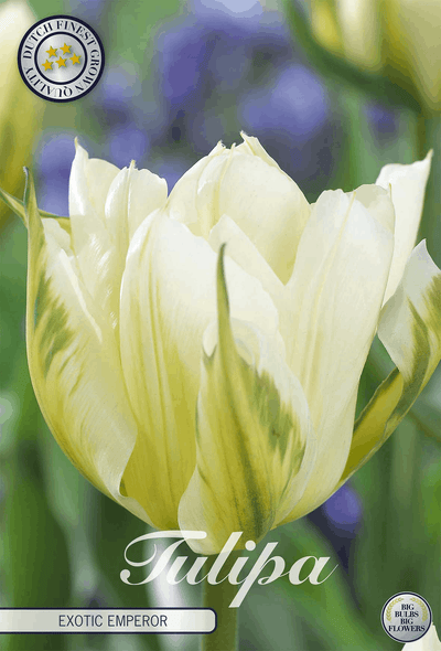 Tulipa Exotic Emperor