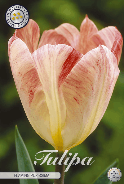 Tulipa Flaming Purissima
