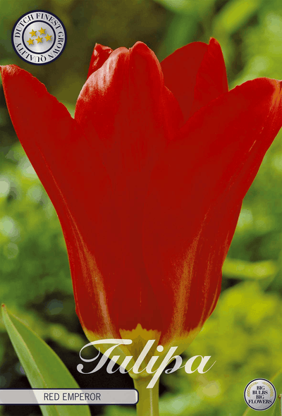 Tulipa Red Emperor
