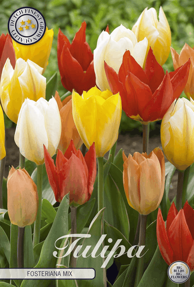 Tulipa Fosteriana Mix