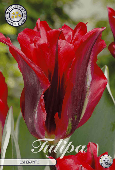 Tulipa Esperanto