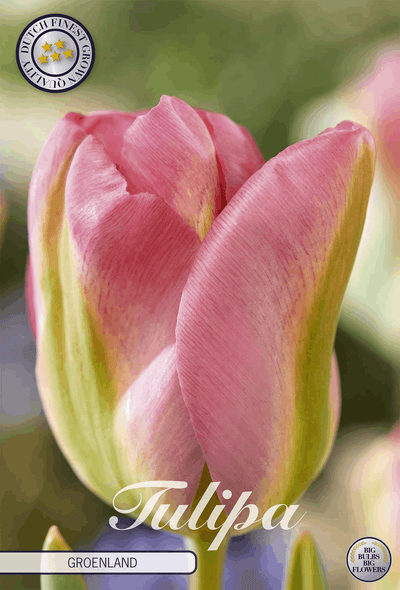 Tulipa Groenland