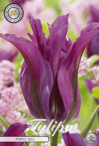 Tulipa Purple Doll