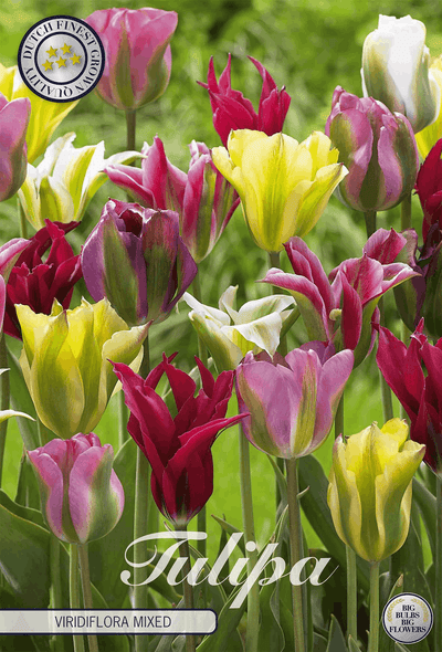 Tulipa Viridiflora Mixed