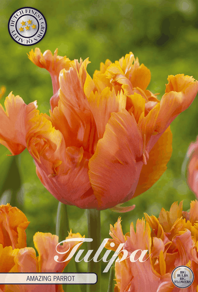 Tulipa Amazing Parrot