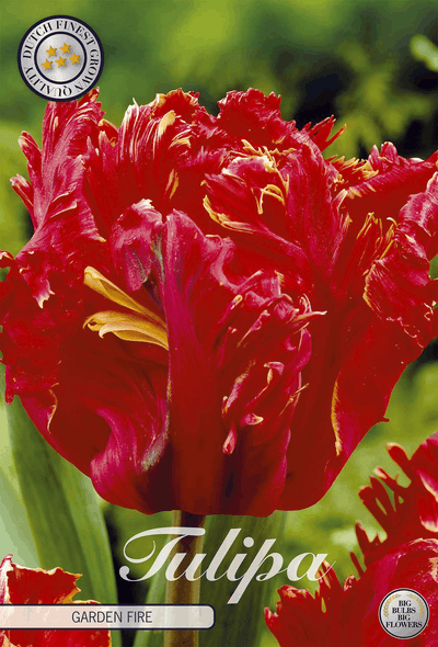 Tulipa Garden Fire