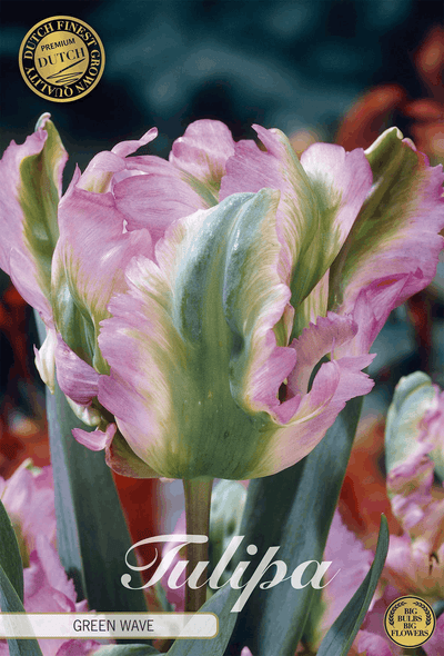 Tulipa Green Wave