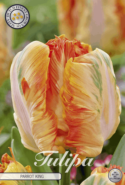 Tulipa Parrot King