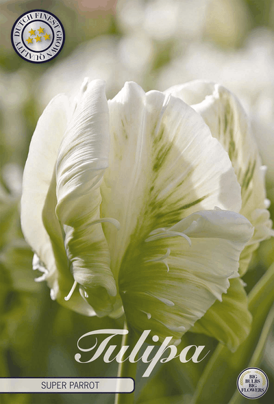 Tulipa Super Parrot