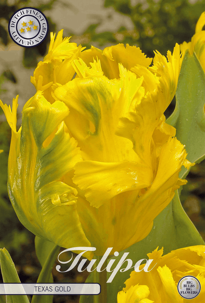 Tulipa Texas Gold