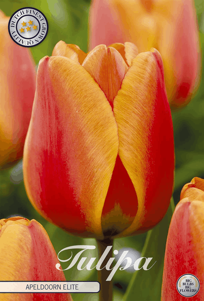 Tulipa Apeldoorn Elite