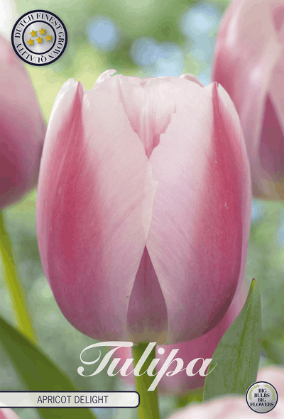 Tulipa Apricot Delight