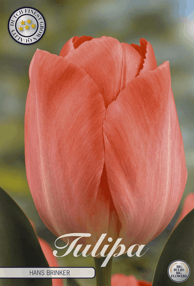 Tulipa Hans Brinker