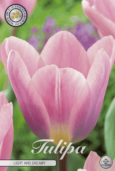 Tulipa Light and Dreamy
