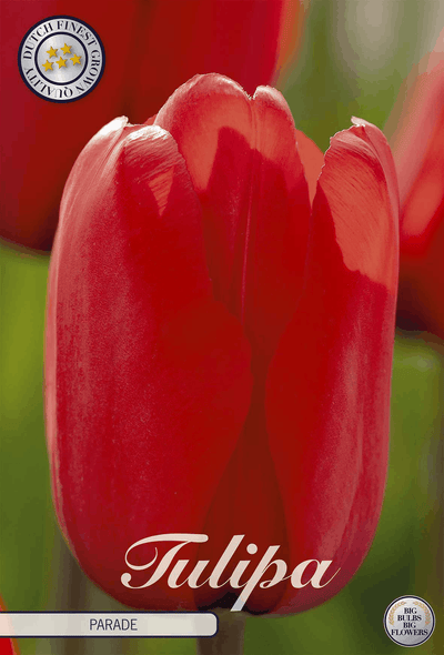 Tulipa Parade