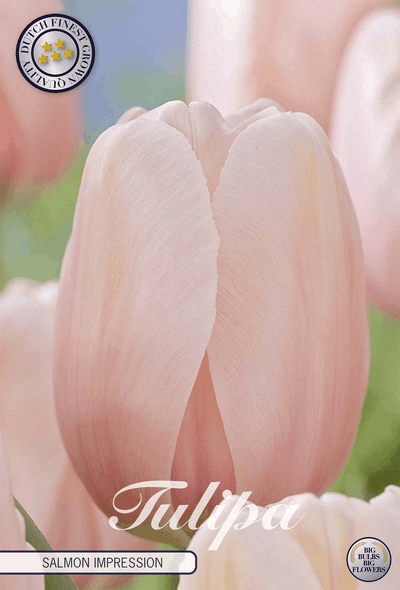 Tulipa Salmon Impression