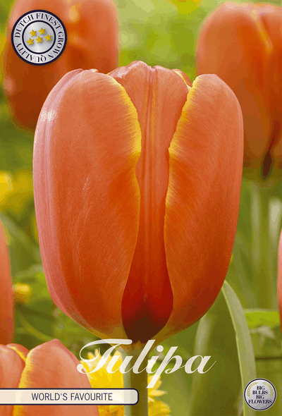 Tulipa World's Favourite