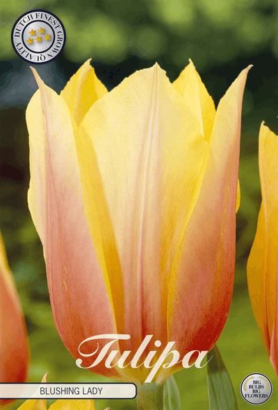 Tulipa Blushing Lady