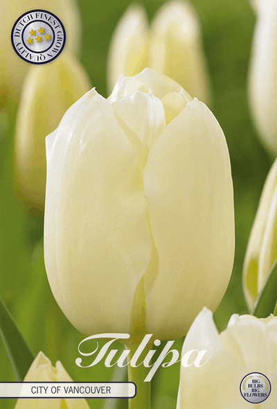 Tulipa City of Vancouver
