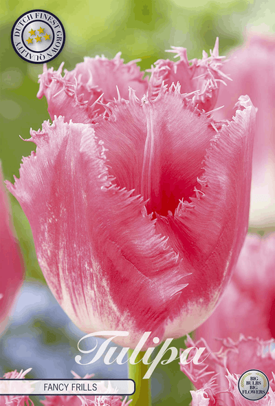 Tulipa Fancy Frills