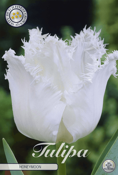 Tulipa Honeymoon