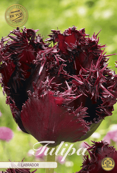 Tulipa Labrador