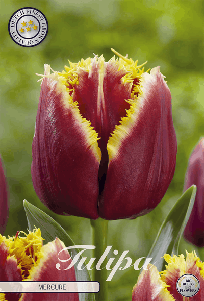 Tulipa Mercure