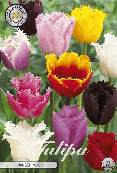 Tulipa Fringed Mixed