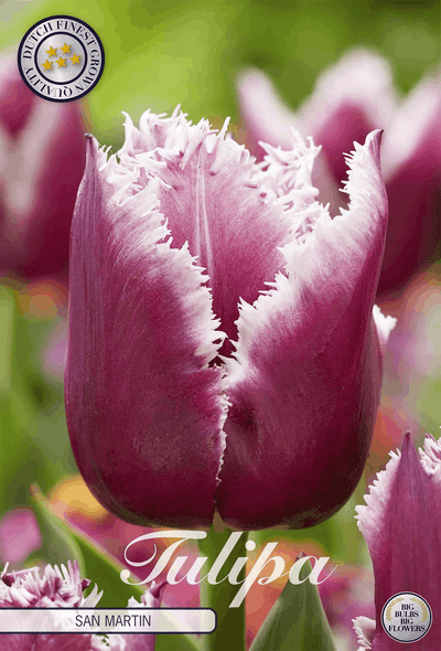 Tulipa San Martin