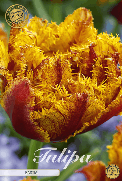 Tulipa Bastia