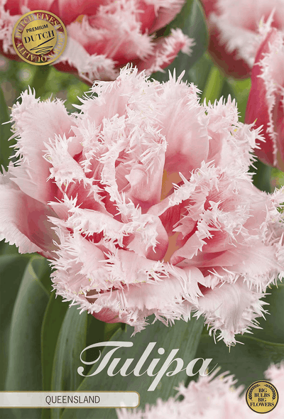 Tulipa Queensland