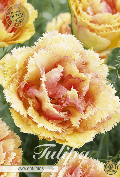 Tulipa Vaya Con Dios
