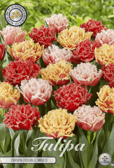 Tulipa Crispa Double Mixed