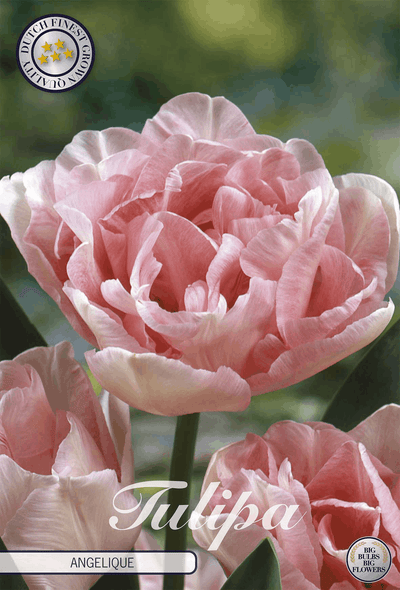 Tulipa Angelique