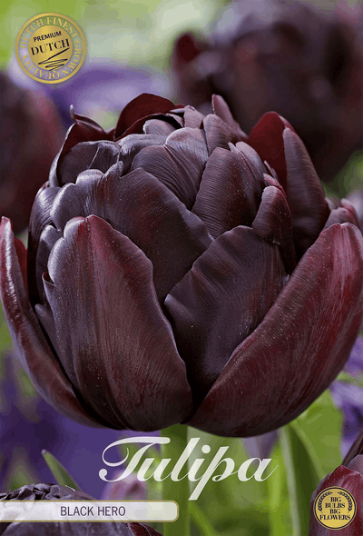 Tulipa Black Hero