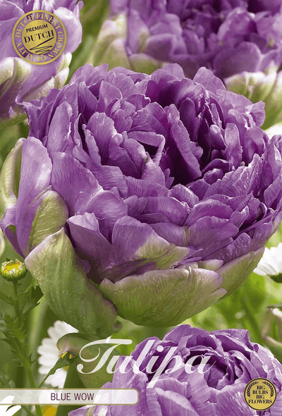 Tulipa Blue Wow premium