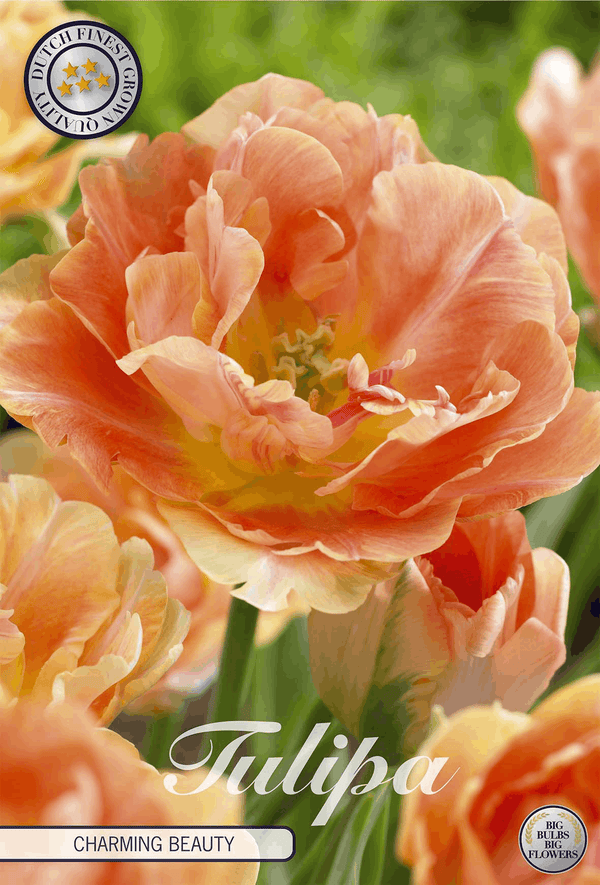 Tulipa Charming Beauty