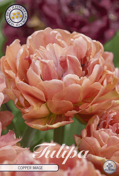 Tulipa Copper Image