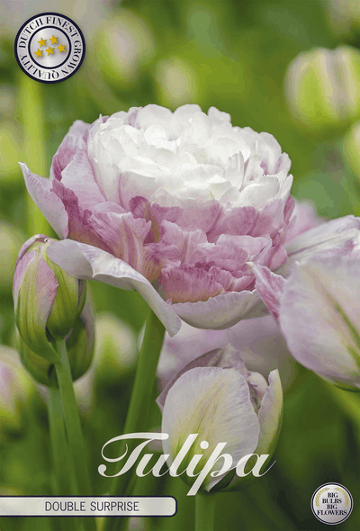 Tulipa Double Surprise