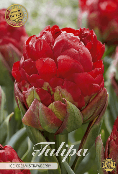 Tulipa Ice Cream Strawberry