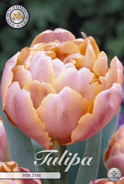 Tulipa Pink Star