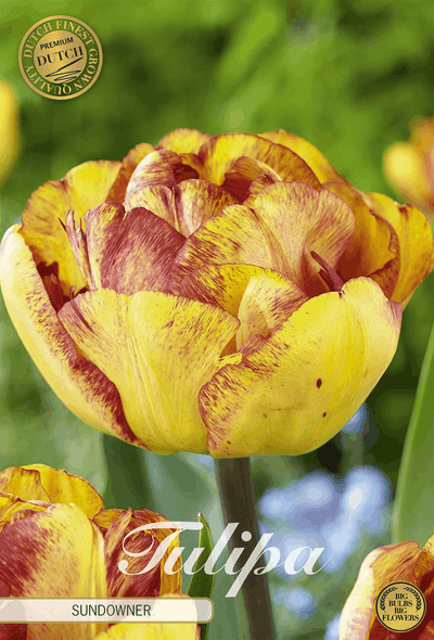 Tulipa Sundowner
