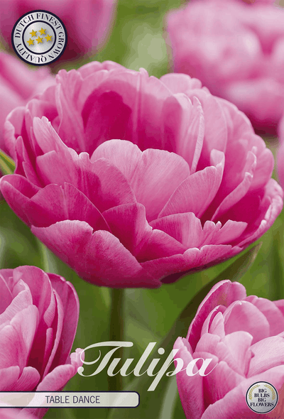 Tulipa Table Dance