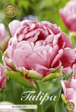 Tulpen