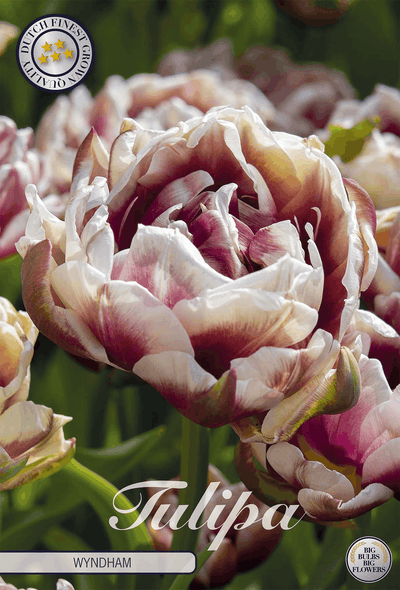 Tulipa Wyndham