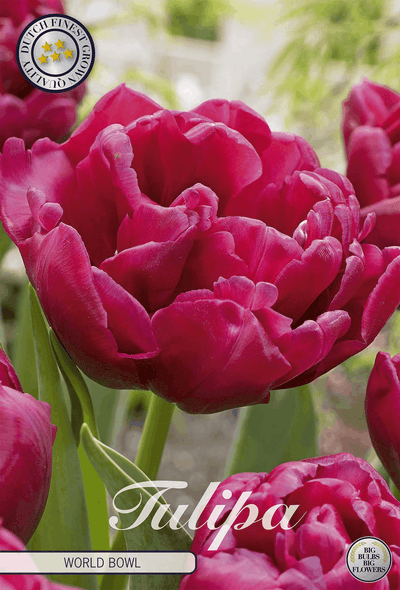 Tulipa World Bowl