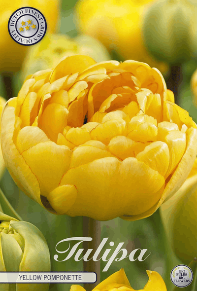 Tulipa Yellow Pomponette