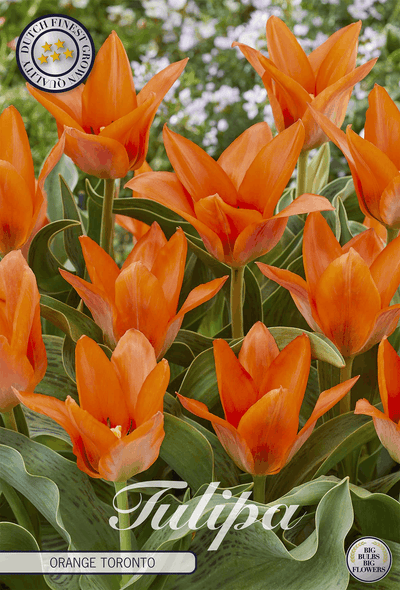 Tulipa Orange Toronto
